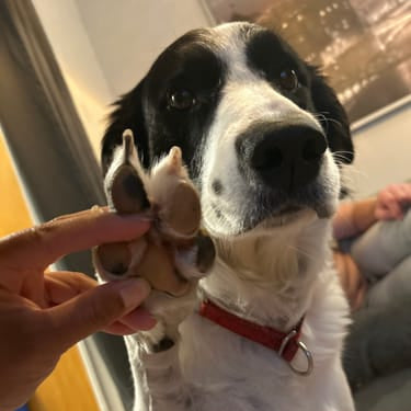 PawTrim Pro™